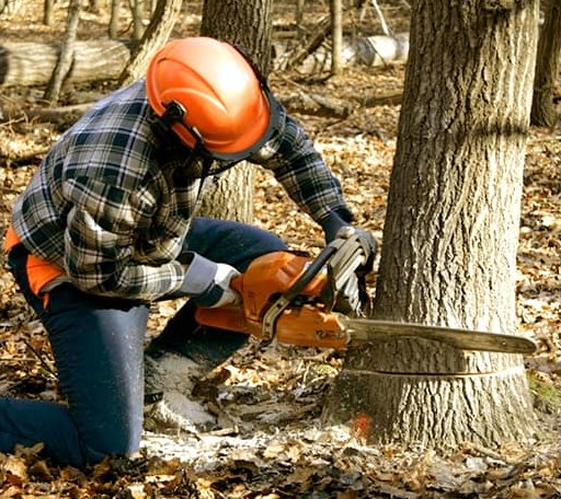 Tree Removal in Wapiti, WY